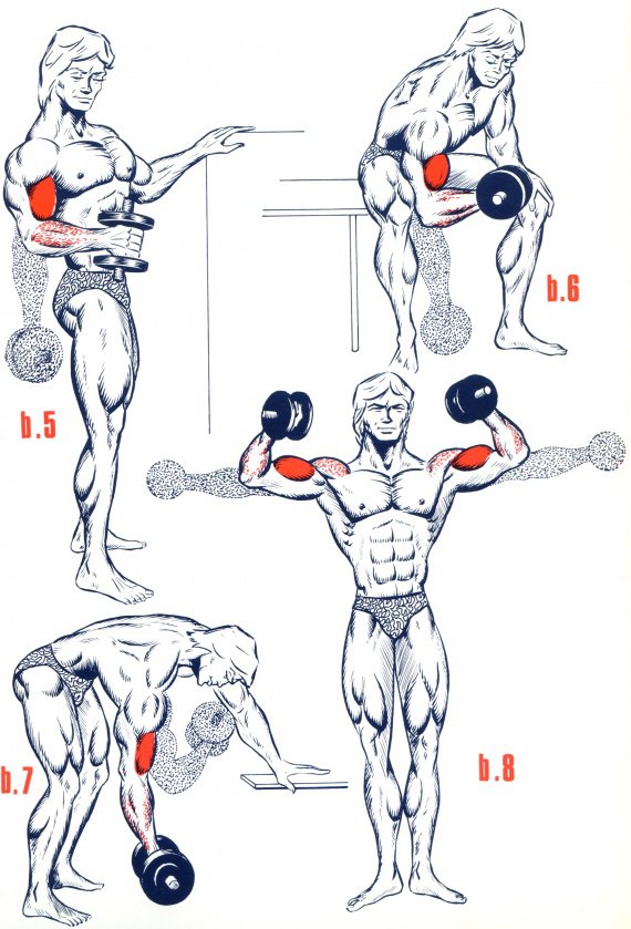 الدرس الاول : تمرين كمال الاجسام لعضلة ذات الرأسين ( Biceps ) Muscul10