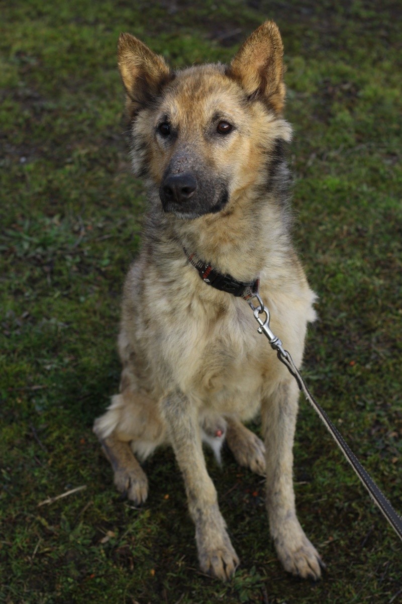 Marley mâle croisé Berger Allemand 3 ans Img_0924