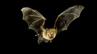 Student - Serpentina Zabini Bat-in10