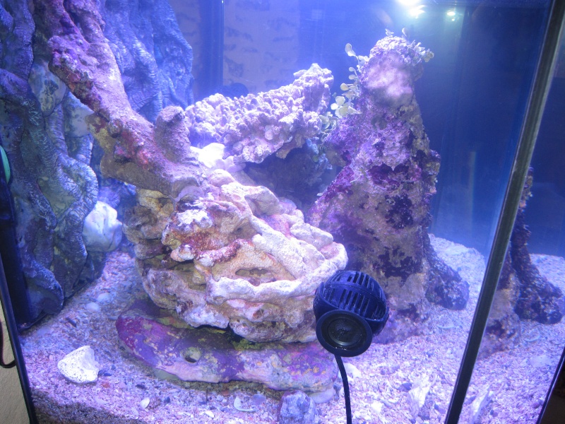 Concernant la taille de l'aquarium et notre méthode Img_1815