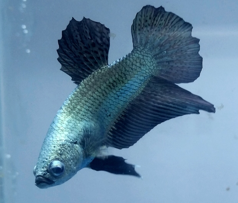 Mes nouveaux bettas  2015-017