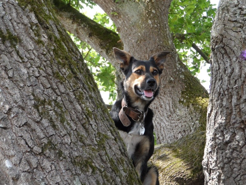 Famille d’adoption pour Mahony – femelle de 1 an ½ - Bretagne Sam_1611