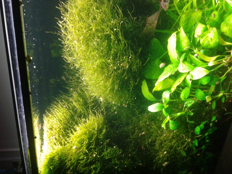 mousse de java et spiky moss bruni 20150177