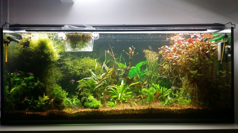 2 aquariums 240L : Spécifique Cacatuoides et Communautaire 20150187