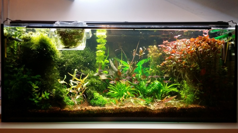 2 aquariums 240L : Spécifique Cacatuoides et Communautaire 20150216