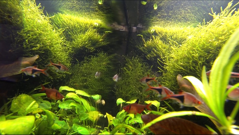 2 aquariums 240L : Spécifique Cacatuoides et Communautaire Site_m34