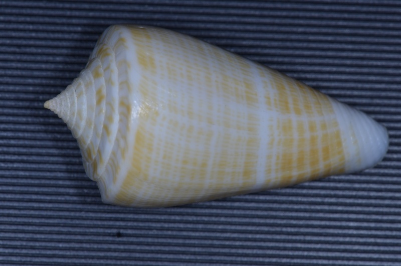 Conus (Dauciconus) sunderlandi    Petuch, 1987 Conus_10