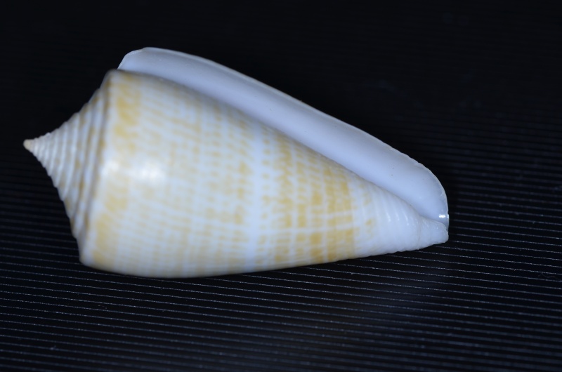 Conus (Dauciconus) sunderlandi    Petuch, 1987 Conus_11