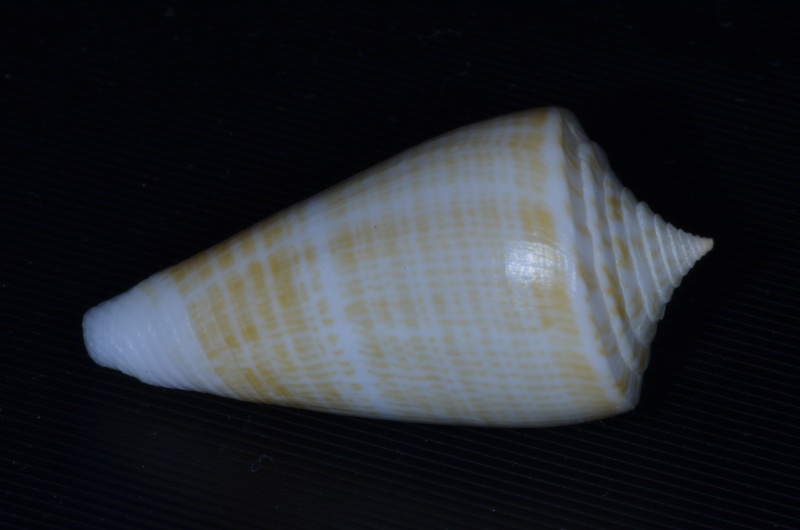 Conus (Dauciconus) sunderlandi    Petuch, 1987 Conus_12