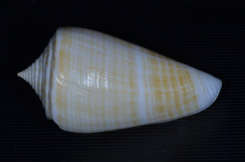 Conus (Dauciconus) sunderlandi    Petuch, 1987 Conus_13