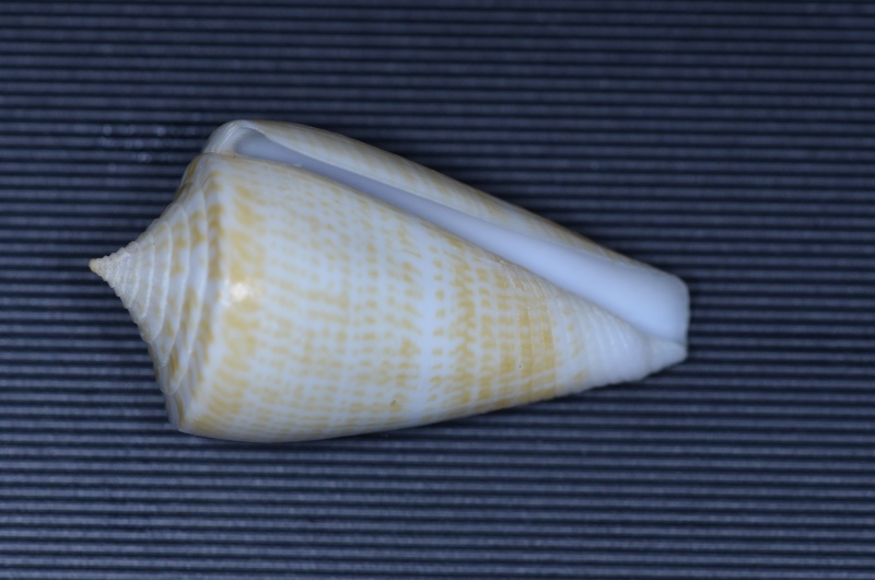 Conus (Dauciconus) sunderlandi    Petuch, 1987 Conus_14