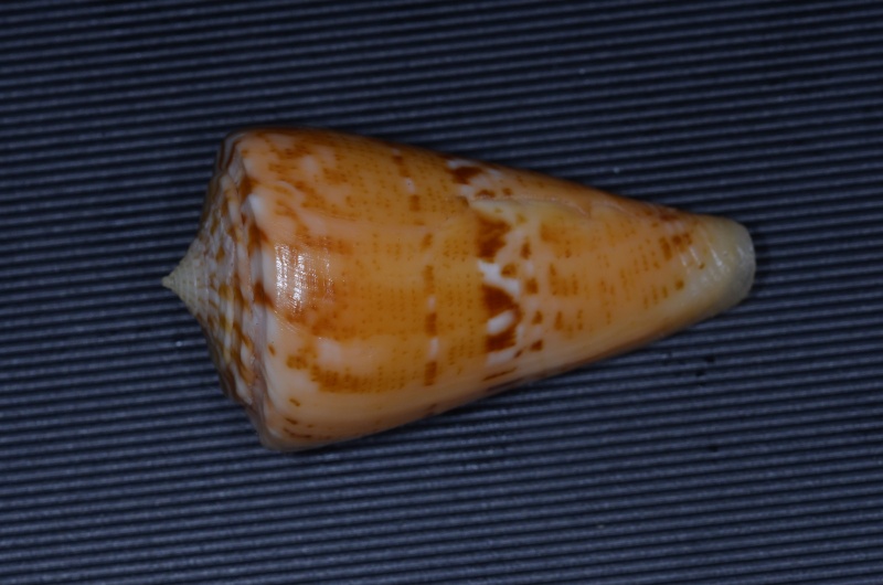 Conus (Dauciconus) boui   da Motta, 1988 - Page 2 Daucco10