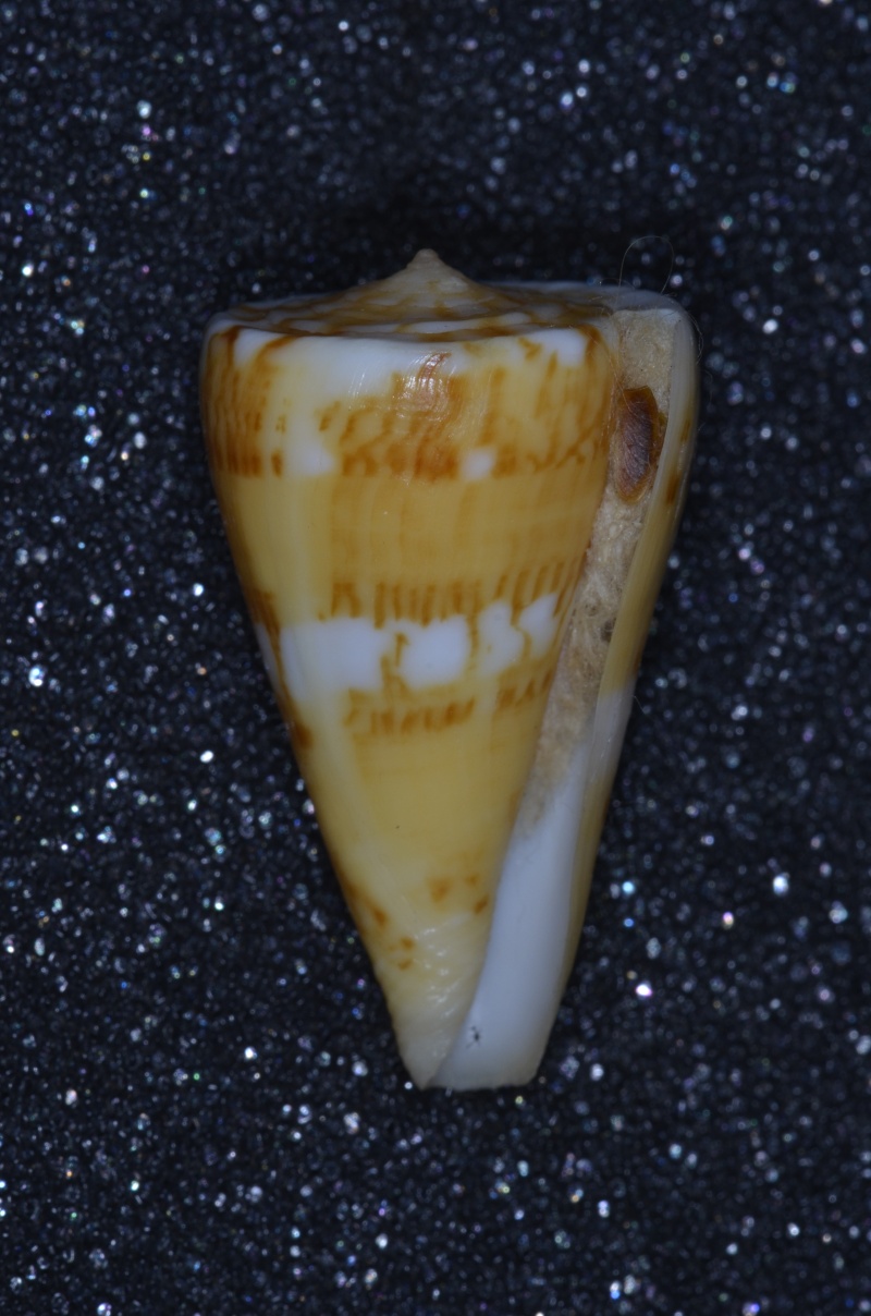 Conus (Dauciconus) norai (da Motta & Raybaudi Massilia, 1992) Daucic10