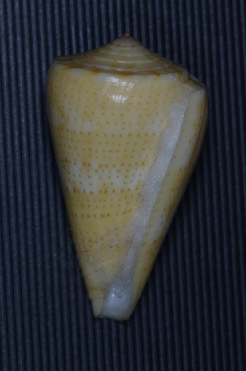 Conus (Dauciconus) norai (da Motta & Raybaudi Massilia, 1992) Daucic13