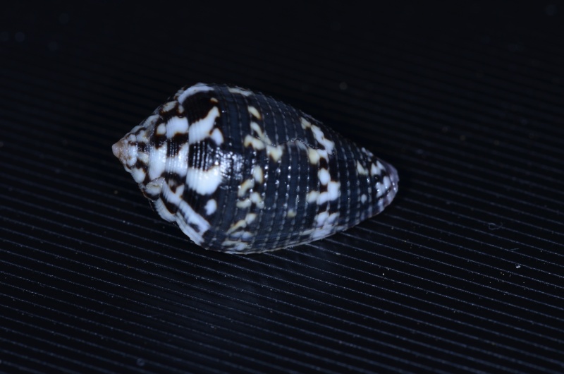 Conus (Ductoconus) hieroglyphus Duclos, 1833  Hierog10