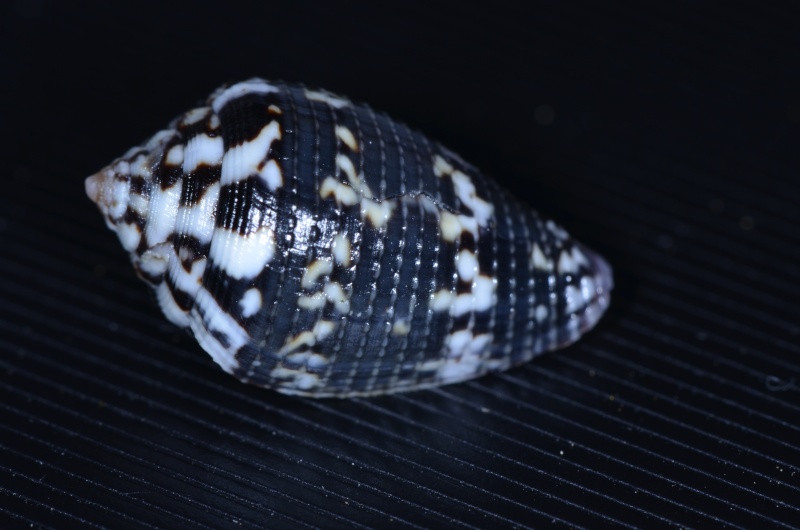 Conus (Ductoconus) hieroglyphus Duclos, 1833  Hierog11