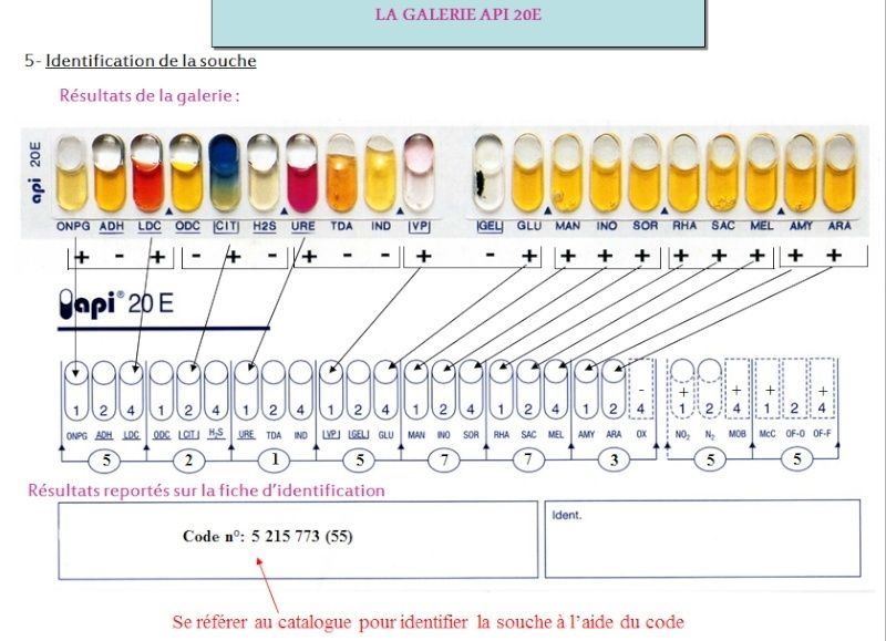 TD 5 de Microbiologie Oran IGMO : Les tests biochimiques d’identification 115