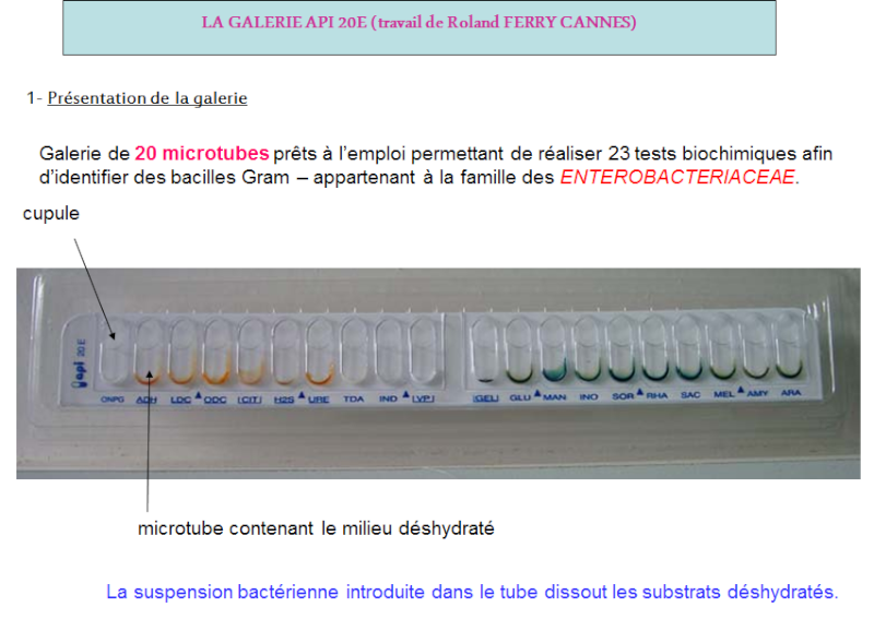 TD 5 de Microbiologie Oran IGMO : Les tests biochimiques d’identification 136