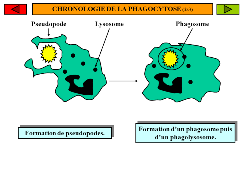 TD n 5 Univ d'Oran, IGMO : La phagocytose Aa10