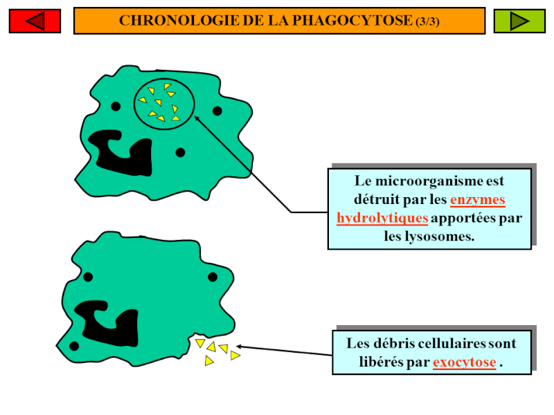 TD n 5 Univ d'Oran, IGMO : La phagocytose Aa11