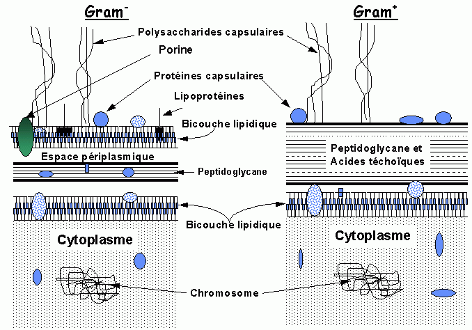 TD 04 de microbiologie Oran IGMO: Etude macroscopique et microscopiques des bactéries Image011