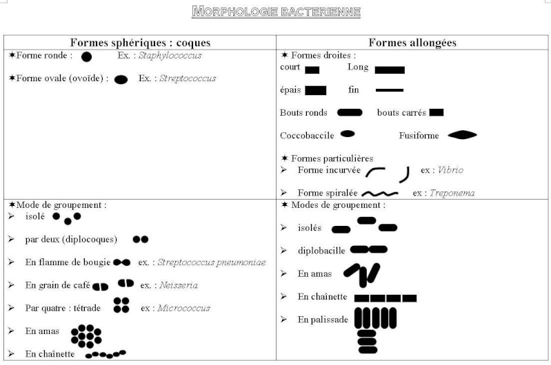 TD 04 de microbiologie Oran IGMO: Etude macroscopique et microscopiques des bactéries Morpho10