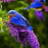 صور جميلة لبعض الطيور  10931411