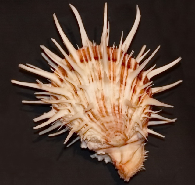 Spondylus darwini Jousseaume, 1882 10688010