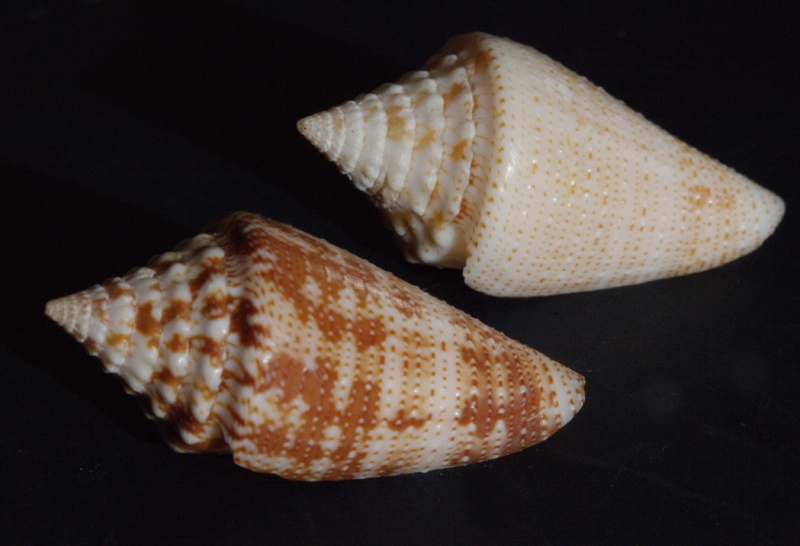 Conus (Stephanoconus) granarius   Kiener, 1847 Ced10