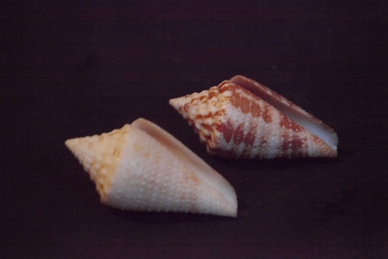 Conus (Stephanoconus) granarius   Kiener, 1847 Ced610