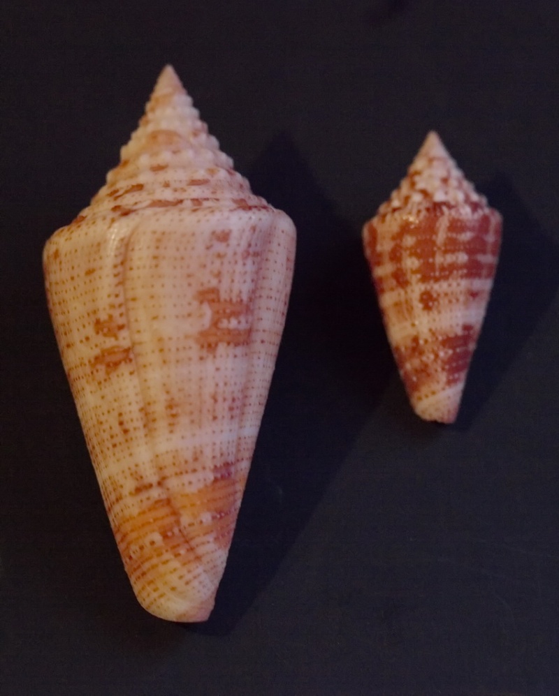 Conus (Stephanoconus) granarius   Kiener, 1847 Ced810