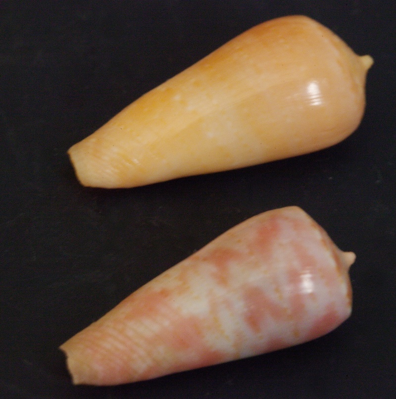 Conus (Textilia) solangeae   Bozzetti, 2004 Conus10