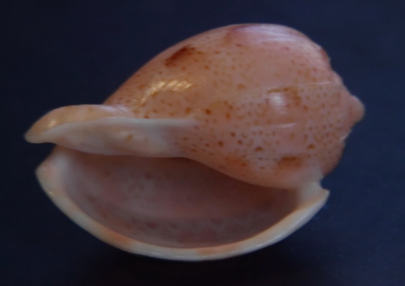 Austroharpa punctata - (Verco, 1896) Puncta16