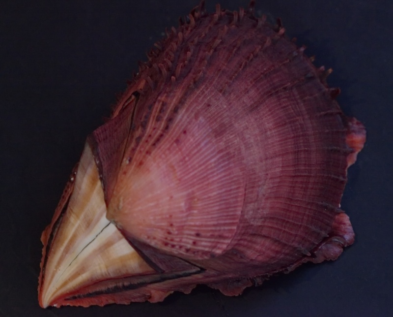 Spondylus fauroti - Jousseaume, 1888 Smythe10