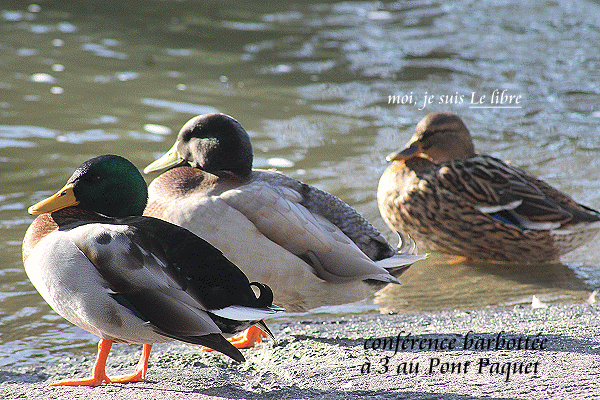© Le libre : Se faire une joie de canards ! La210