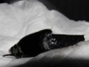Décès d'une molly "cassée" P1012010