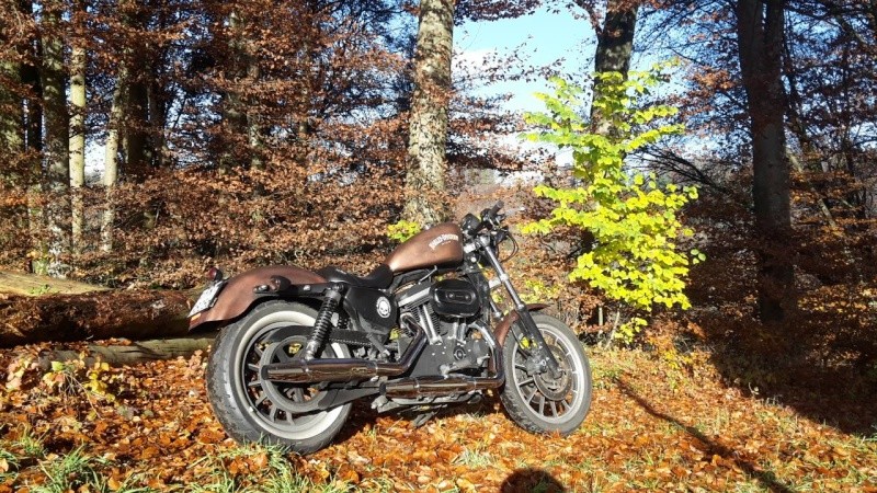 Un suisse vous salue Harley10