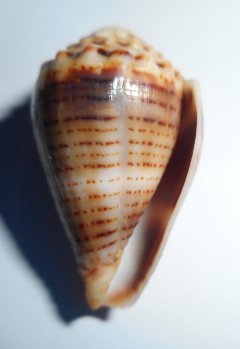 Conus (Virroconus) pascuensis (Rehder, 1980) Dscn0035
