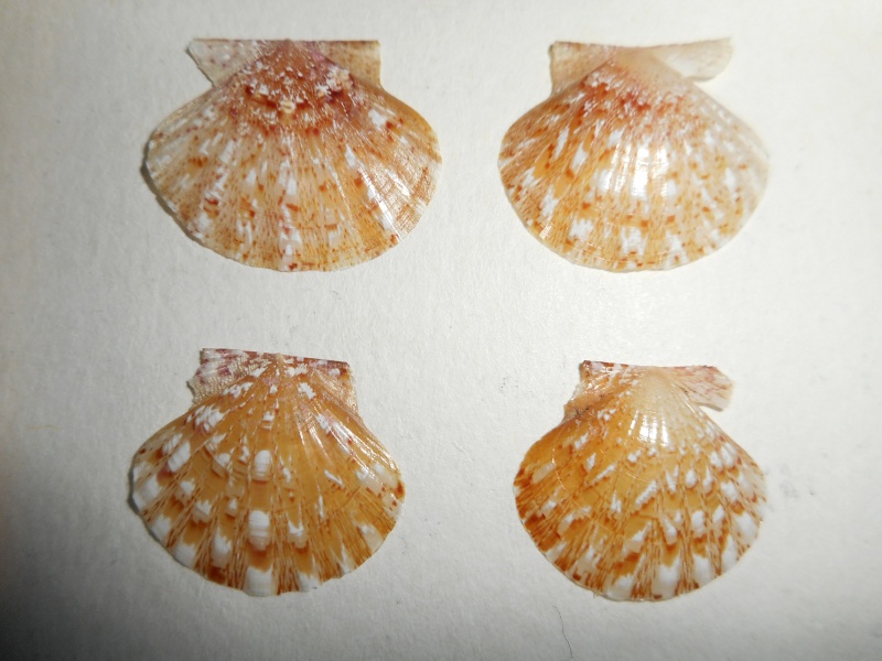 Flexopecten hyalinus - (Poli, 1795) Dscn0037