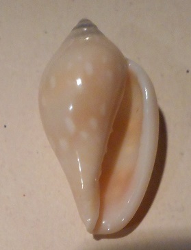 Marginella pseudosebastiani - Mattavelli, 2001 Dscn0525
