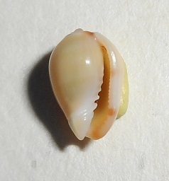 Gibberula oryza (Lamarck, 1822) Dscn0815