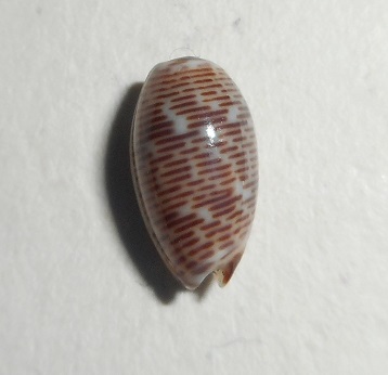 Persicula imbricata f. adamsiana (Pilsbry & Lowe, 1932) voir Persicula adamsiana Pilsbry & H. N. Lowe, 1932 (taxon inquirendum) Dscn1021