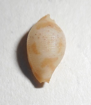 Pediculariidae - Pseudocypraea adamsonii (Gray, 1832) Dscn1112