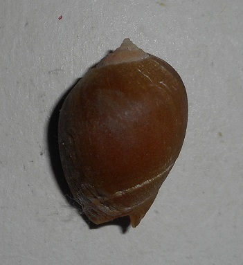 Pseudoliva crassa (Gmelin, 1791) Dscn1211