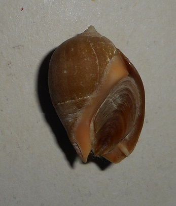 Pseudoliva crassa (Gmelin, 1791) Dscn1212