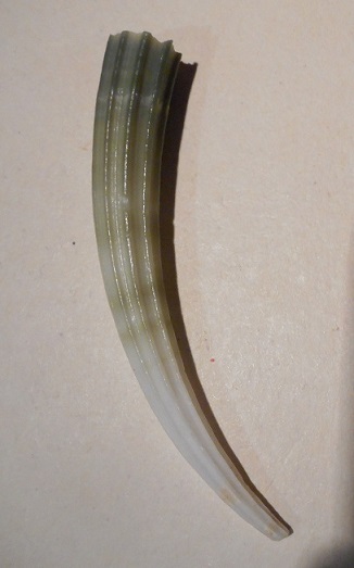 Dentalium elephantinum - Linnaeus, 1758 Dscn1415