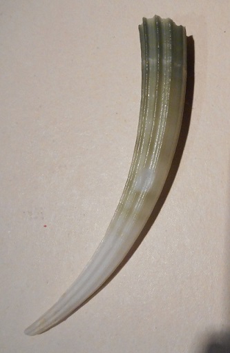 Dentalium elephantinum - Linnaeus, 1758 Dscn1416