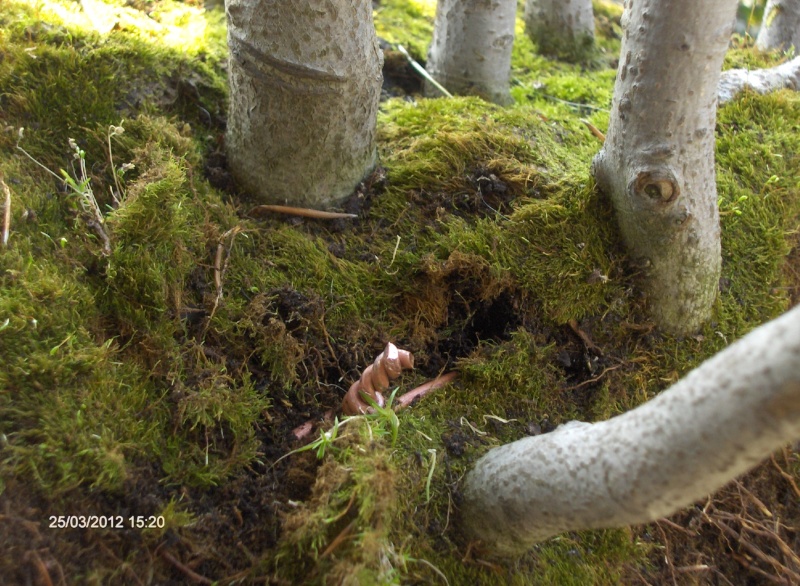 Rinvaso bosco su lastra 2410