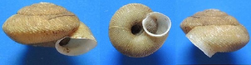 Canariella multigranosa (Mousson, 1872) Canari10