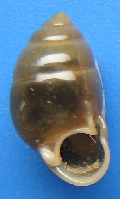 Pupina (Tylotoechus) ephippium Gredler, 1881 Pupina10